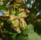 Növényvédelmi teendők – 2013. június 28-július 4.