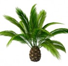 A pálma, mint szobanövény
