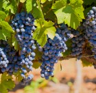 A szőlő megzabolázása