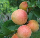 Növényvédelmi teendők – 2013. augusztus 1- 7.