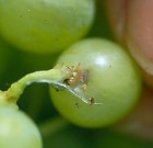 Növényvédelmi teendők – 2013. július 15-21.