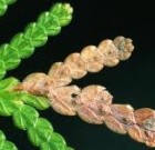 Növényvédelmi teendők – 2013. július 25-31.