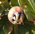 Naspolya az elérhető gyümölcs