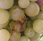 Növényvédelmi teendők – 2013. augusztus 22- 28.