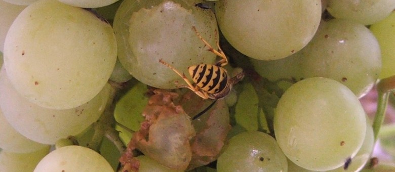 Növényvédelmi teendők – 2013. augusztus 22- 28.