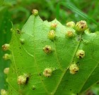 Növényvédelmi teendők – 2013. augusztus 15- 21.