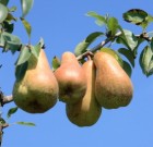 Az augusztus a következő termés hónapja