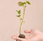 A diót időnként metszeni kell, a levelét pedig a kukába lehet porciózni