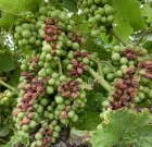 Növényvédelmi teendők 2013. augusztus 8-14.