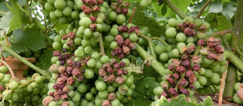 Növényvédelmi teendők 2013. augusztus 8-14.