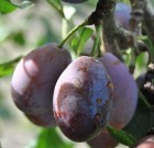 Növényvédelmi teendők – 2013. augusztus 29-szeptember 4.