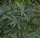 Levéldísznövények gyakori kártevőiről