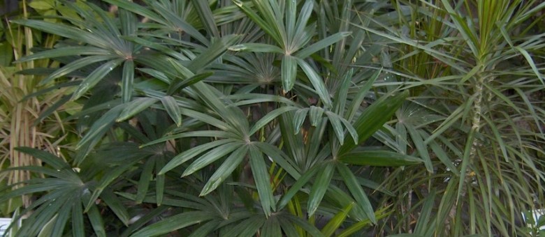 Levéldísznövények gyakori kártevőiről