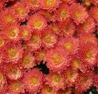 Közeleg a krizantém ideje