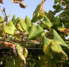 Egy újabb szőlő kórokozó került, hazánkba