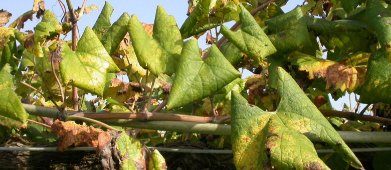 Egy újabb szőlő kórokozó került, hazánkba