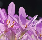 Ősszel virágzik a kikerics