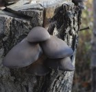 A gombák segítenek tuskót pusztítani