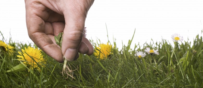 Hosszú ősz, vidám gazélet