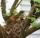 A jól választott cserje eleség és búvóhely