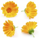 Értékes növényünk a körömvirág