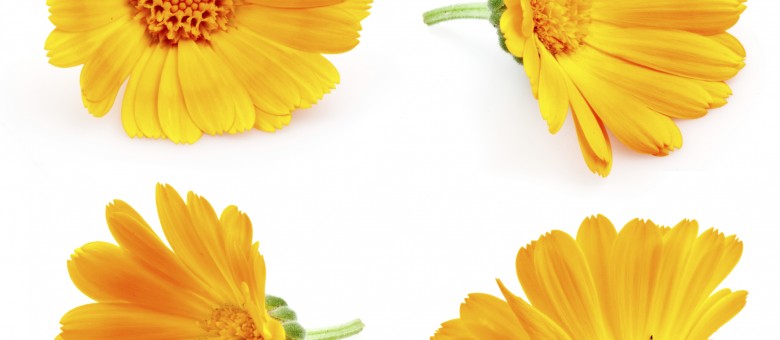 Értékes növényünk a körömvirág