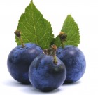 Vadat a gyümölcsöstálba