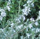 Az illatos és örökzöld rozmaringról