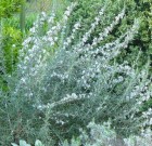 Új rovarölő permetező szer az Ampligo