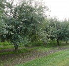 Visszavont növényvédő szerek