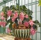 A medinilla kegyeit keresni kell