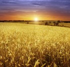 Új gombaölő permetező szer a Ceriax