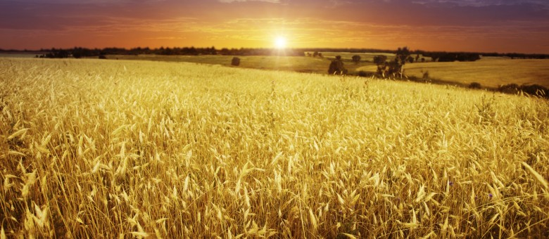 Új gombaölő permetező szer a Ceriax