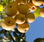 Körte nélkül hiányos a gyümölcsös kert