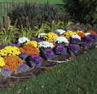 Ha jönnek a fagyok virítanak a káposzták