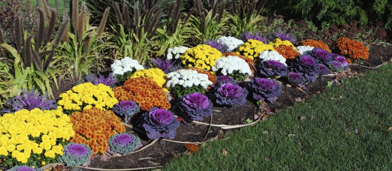 Ha jönnek a fagyok virítanak a káposzták