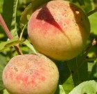 Most már Eucarol Plus néven is