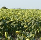 A Cosmos 500 FS, visszavonva