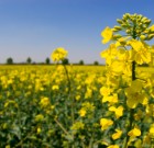 Lejáró és visszavont növényvédő szerek