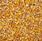 Piacon a Mesurol 500 FS rovarölő csávázószer