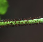 Belső térben óvatosan a permetszerekkel