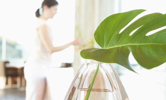 A szobanövények számára kín az ünnep