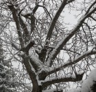 Beköszöntött az igazi tél