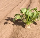 Pyrinex Supreme az új rovarölő permetezőszer