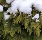 Öntözni télen is kell