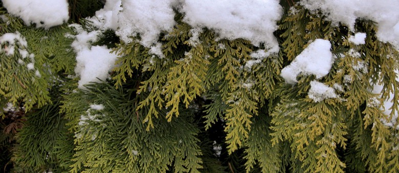 Öntözni télen is kell