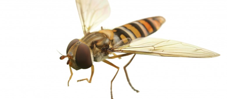 Óvatosan a lemosó permettel