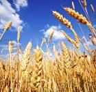 Megysto gombaölő permetezőszer néven is