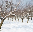 Gyümölcsfák félálomban