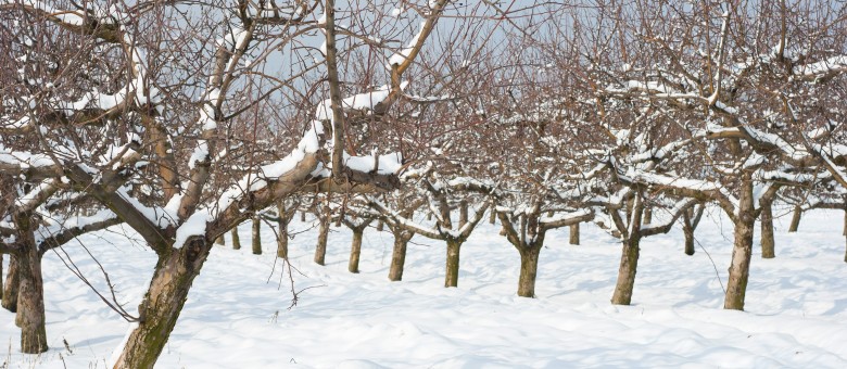 Gyümölcsfák félálomban